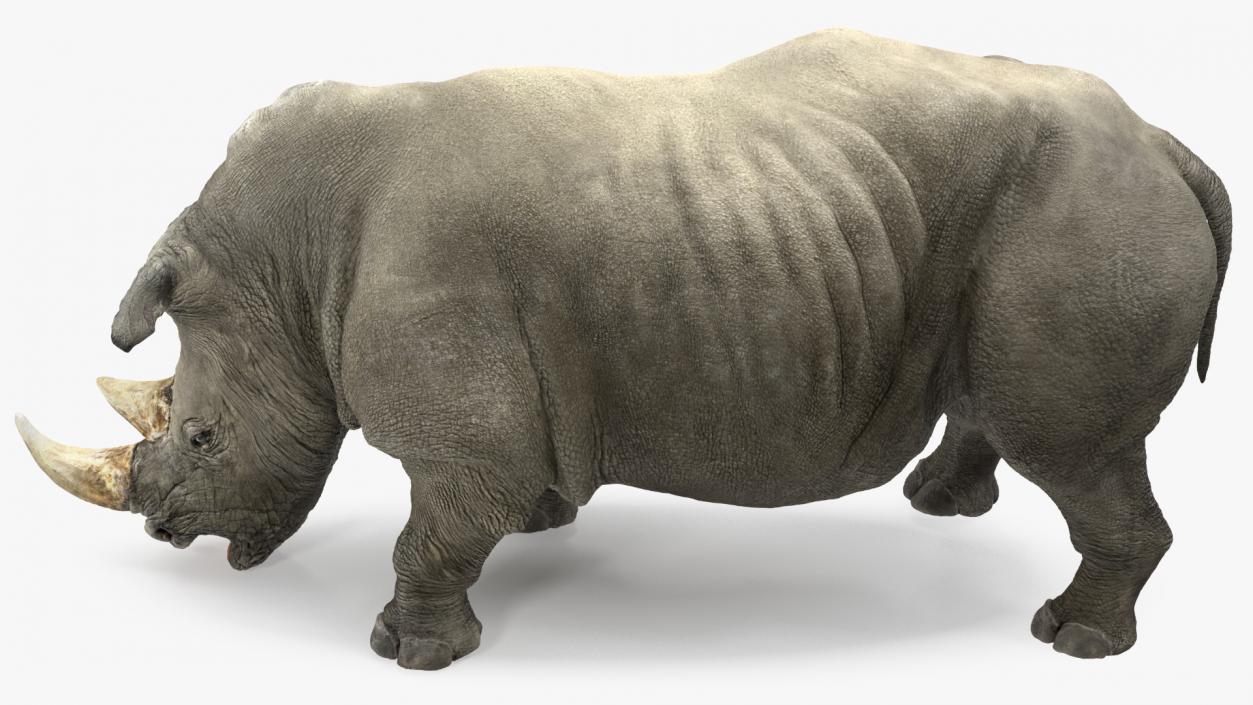 3D model Adult Rhino Drinking Pose