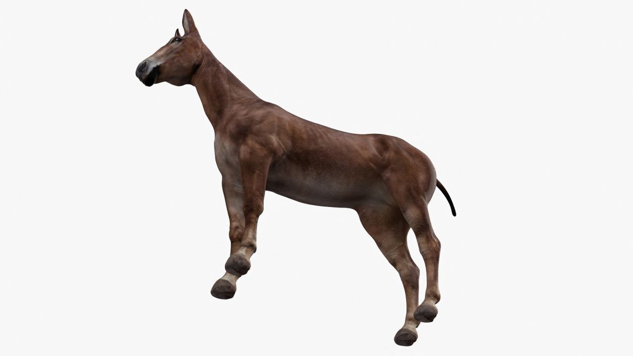 Mule Dark 3D model