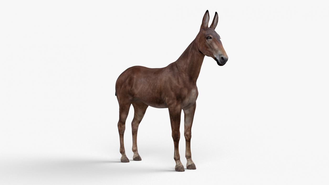 Mule Dark 3D model