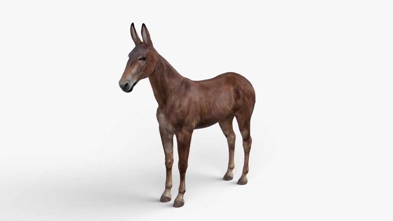 Mule Dark 3D model