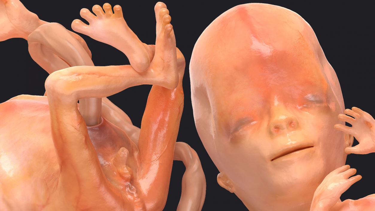 First Trimester Human Embryos Rigged Collection 3D