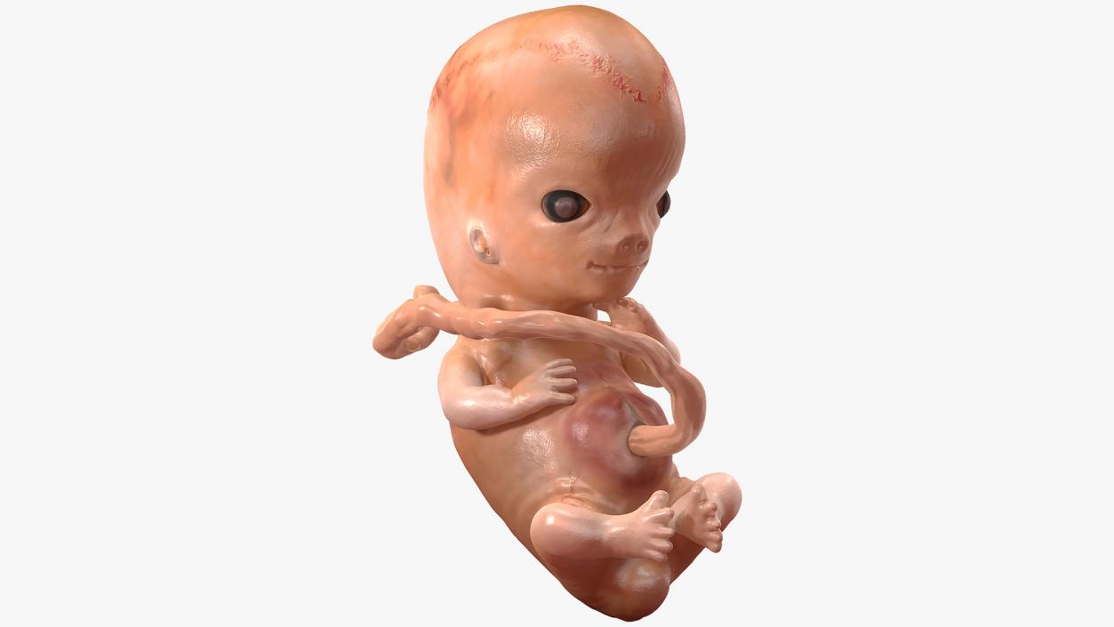 First Trimester Human Embryos Rigged Collection 3D