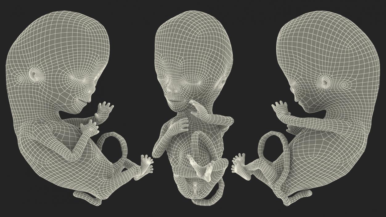 First Trimester Human Embryos Rigged Collection 3D