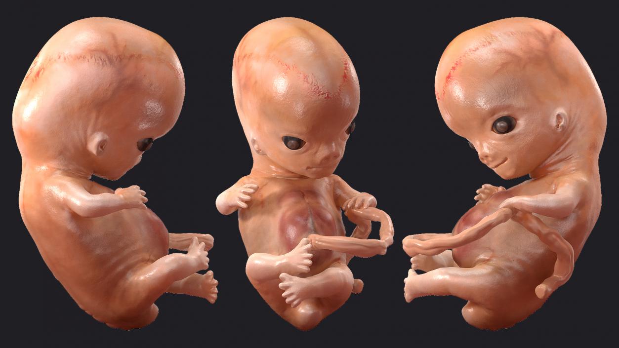 First Trimester Human Embryos Rigged Collection 3D