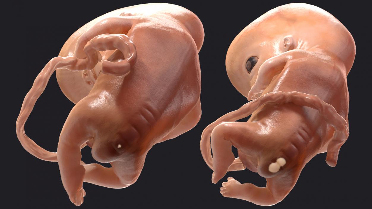 First Trimester Human Embryos Rigged Collection 3D