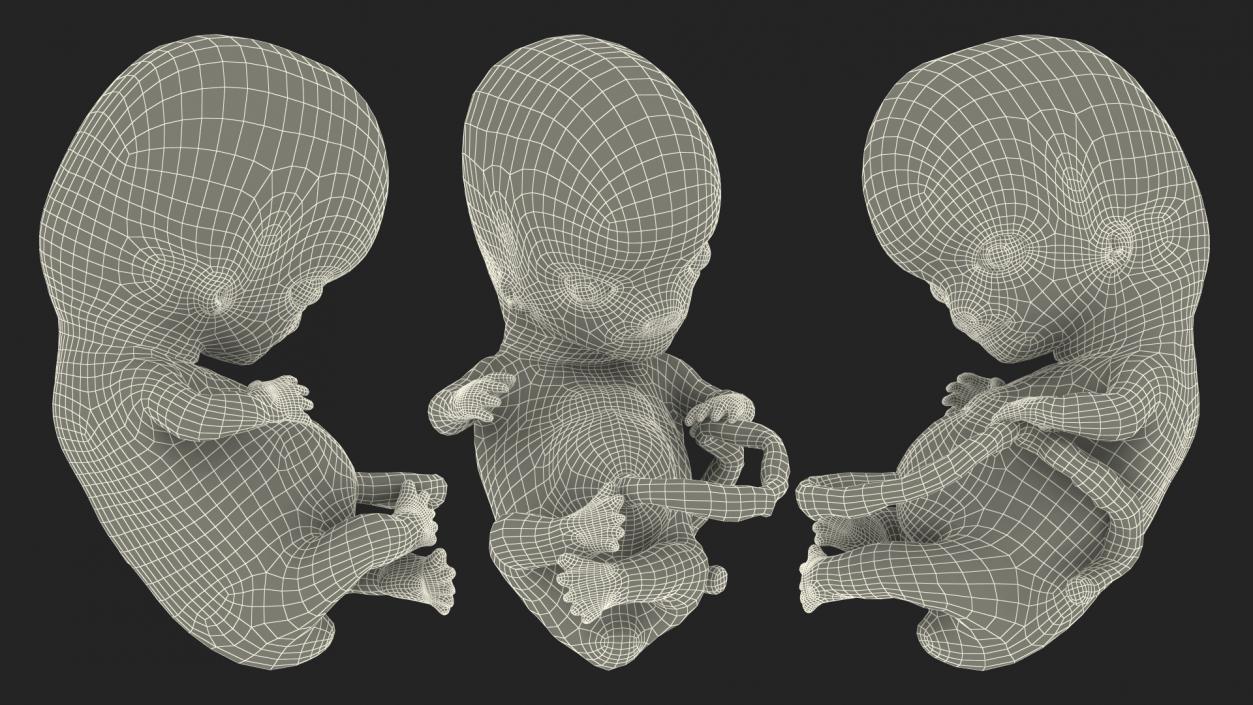 First Trimester Human Embryos Rigged Collection 3D