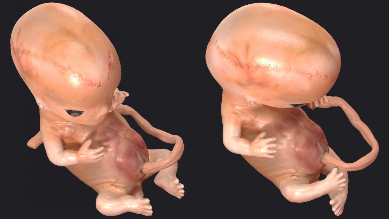 First Trimester Human Embryos Rigged Collection 3D