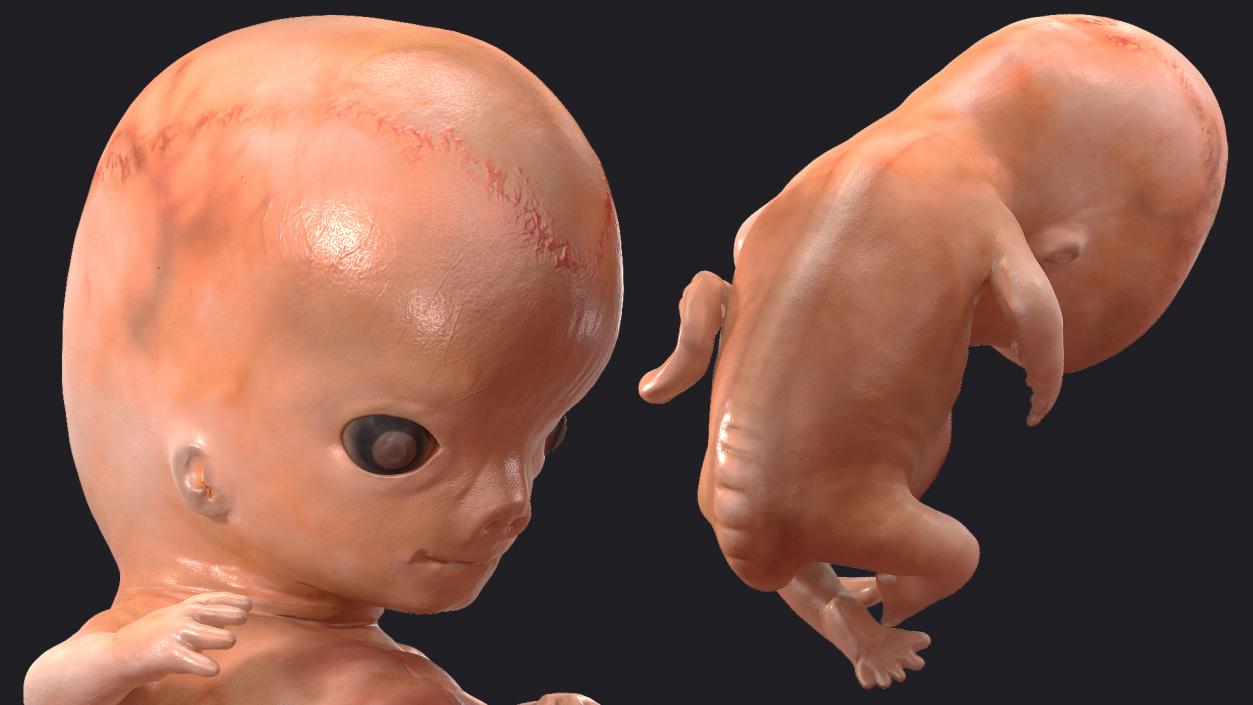 First Trimester Human Embryos Rigged Collection 3D