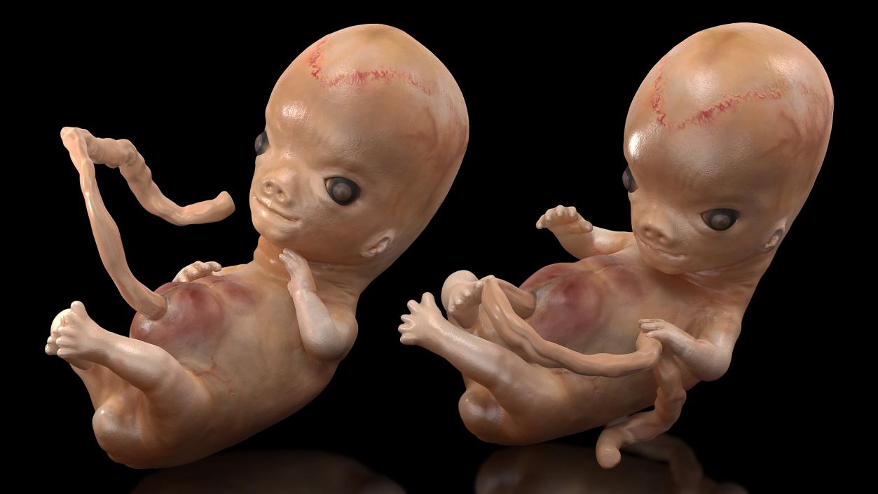 First Trimester Human Embryos Rigged Collection 3D