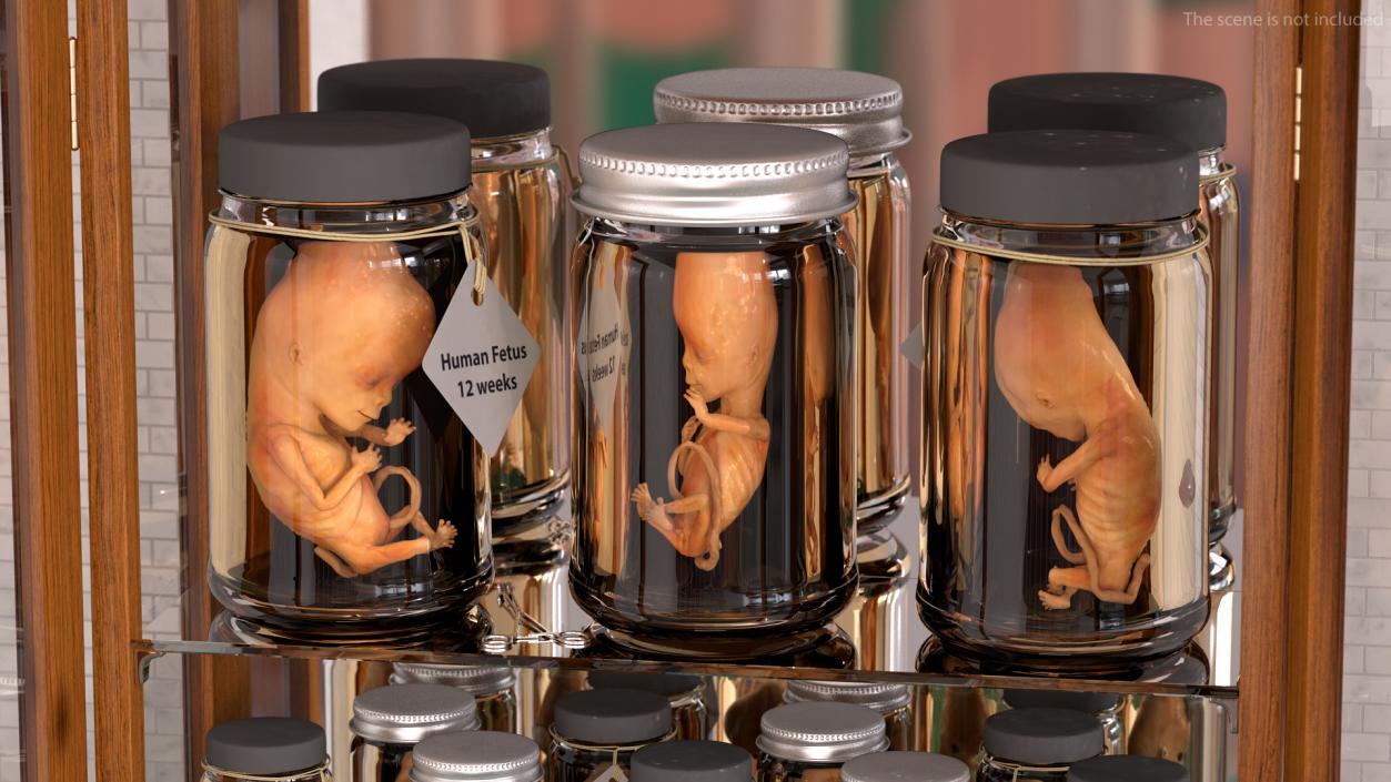 First Trimester Human Embryos Rigged Collection 3D