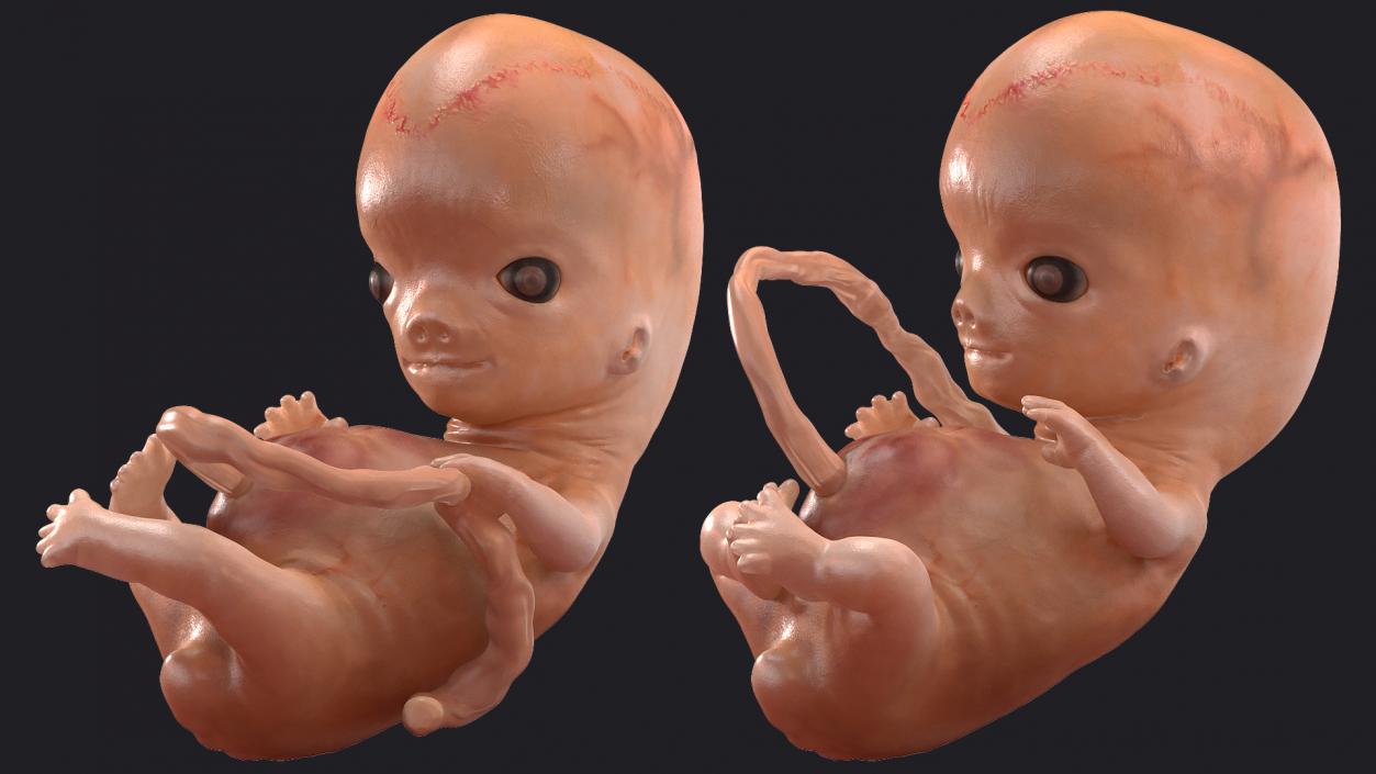 First Trimester Human Embryos Rigged Collection 3D