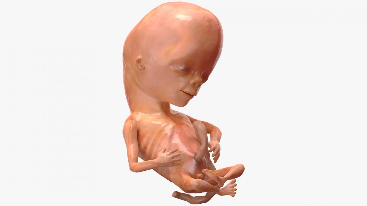 First Trimester Human Embryos Rigged Collection 3D