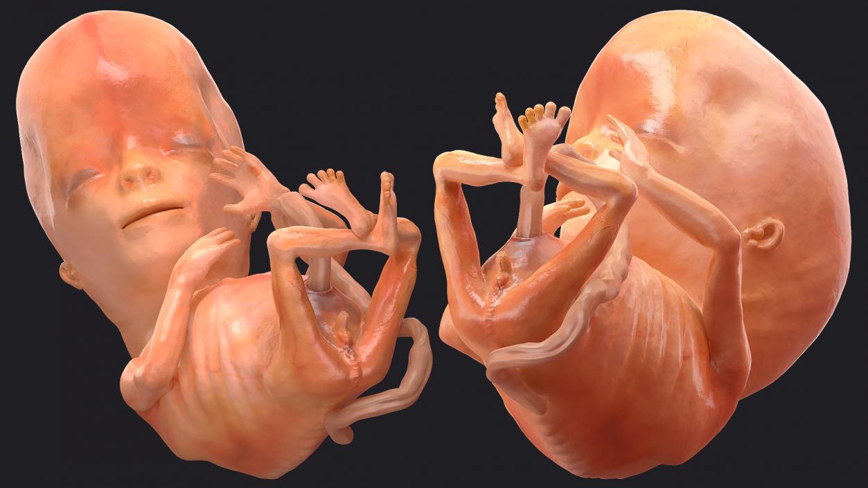 First Trimester Human Embryos Rigged Collection 3D