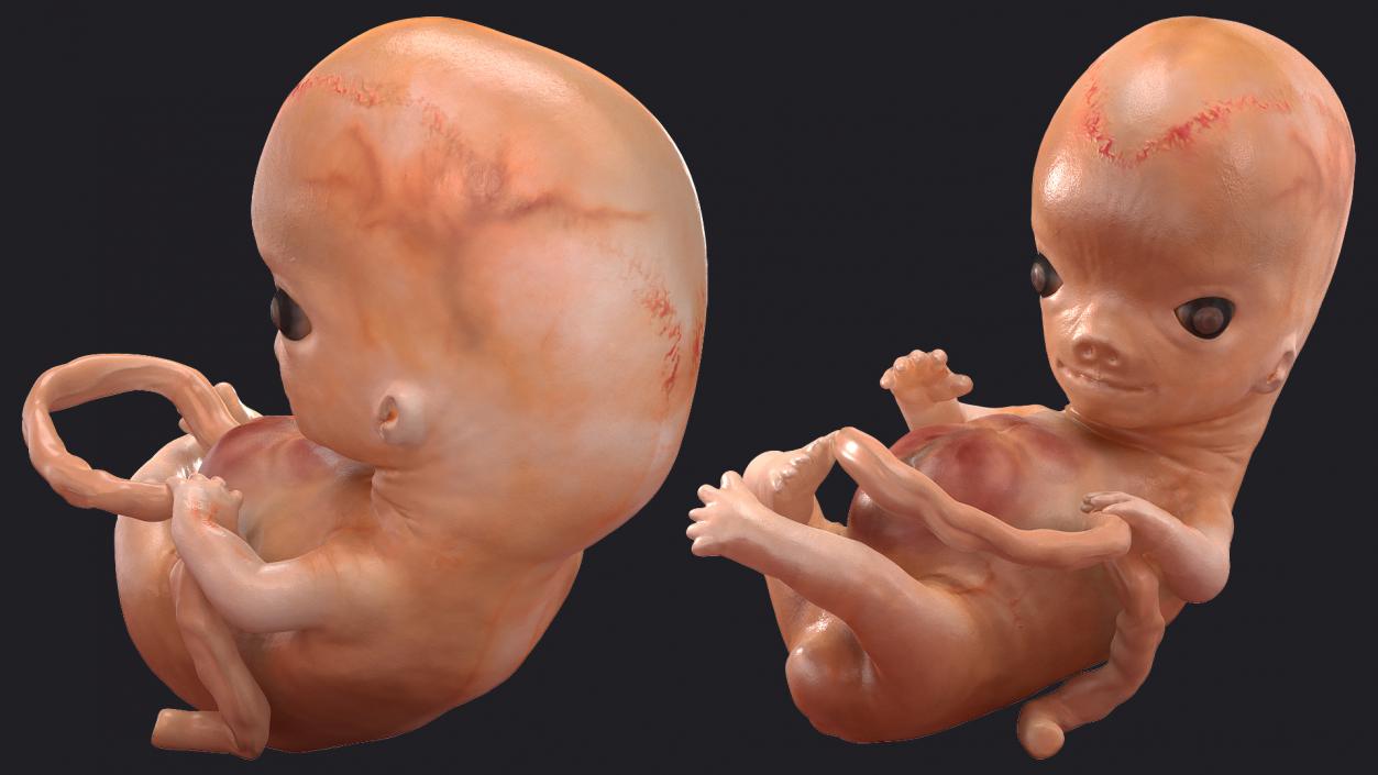 First Trimester Human Embryos Rigged Collection 3D