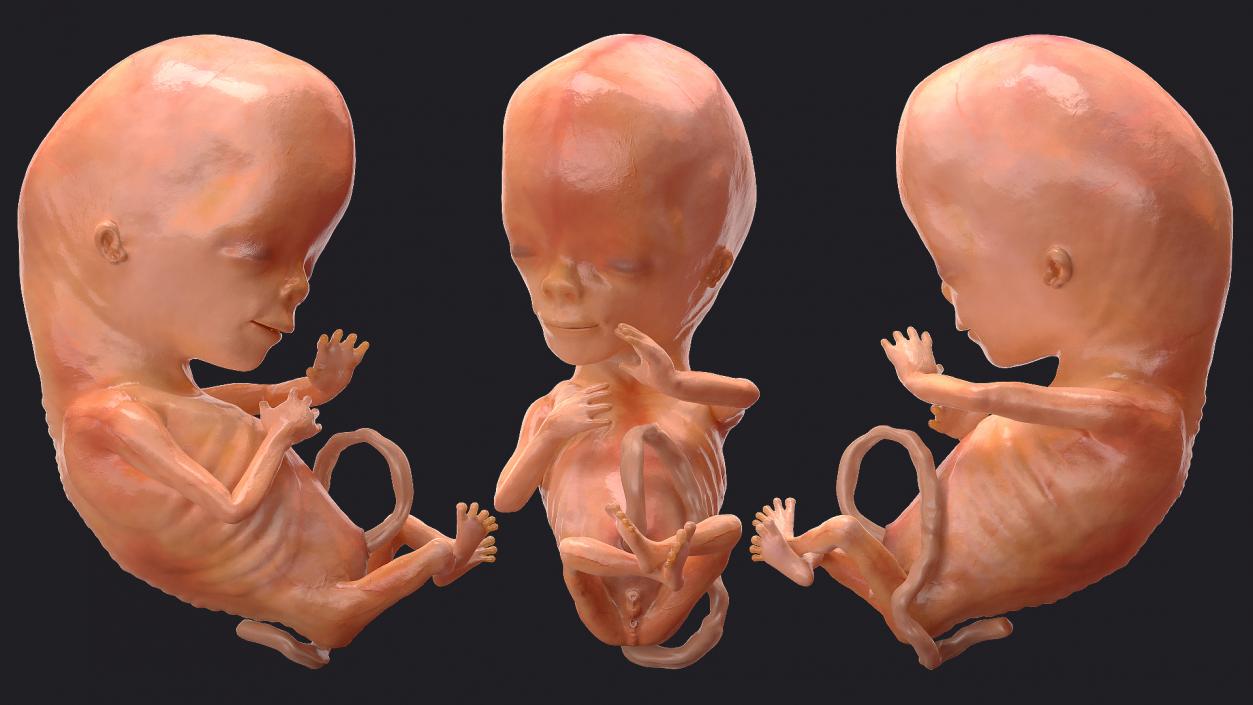 First Trimester Human Embryos Rigged Collection 3D