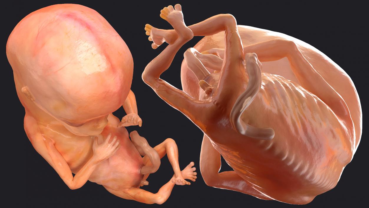 First Trimester Human Embryos Rigged Collection 3D