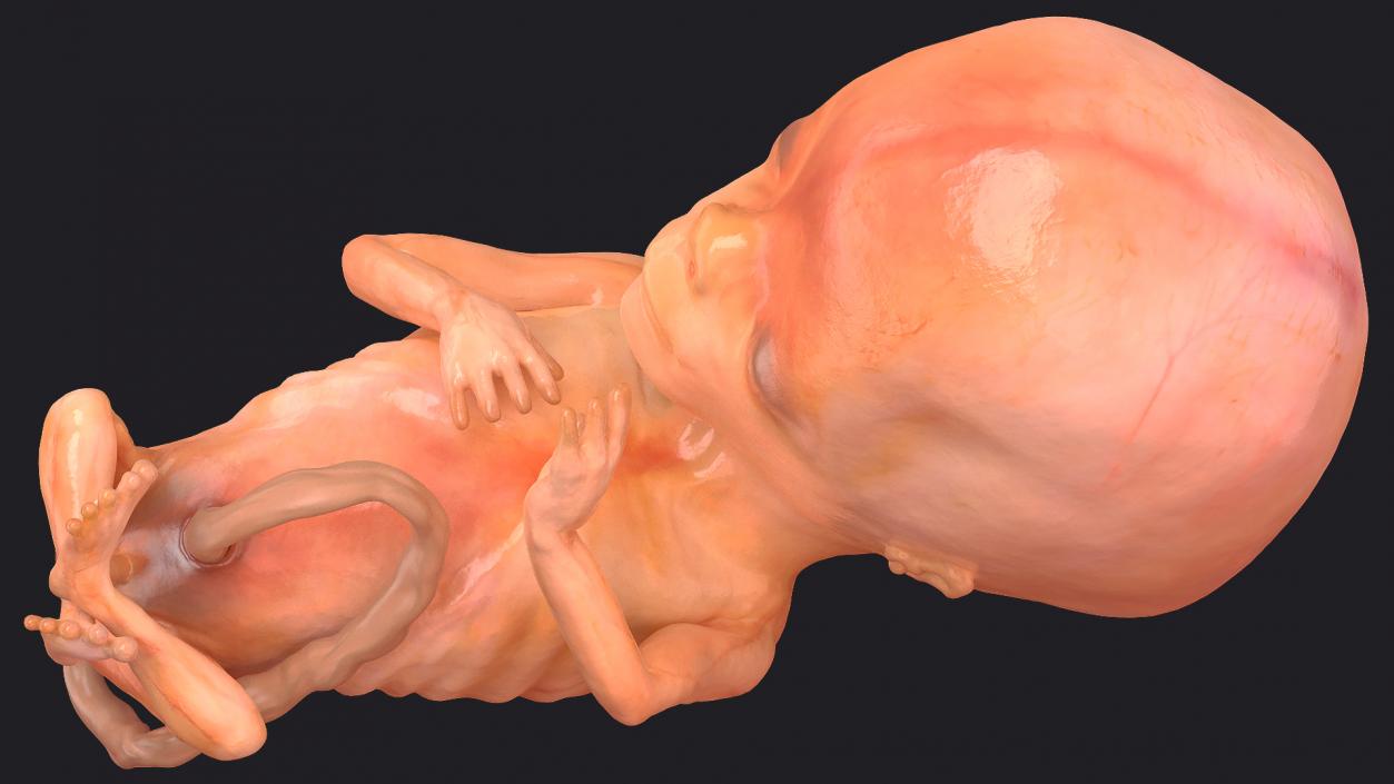 First Trimester Human Embryos Rigged Collection 3D