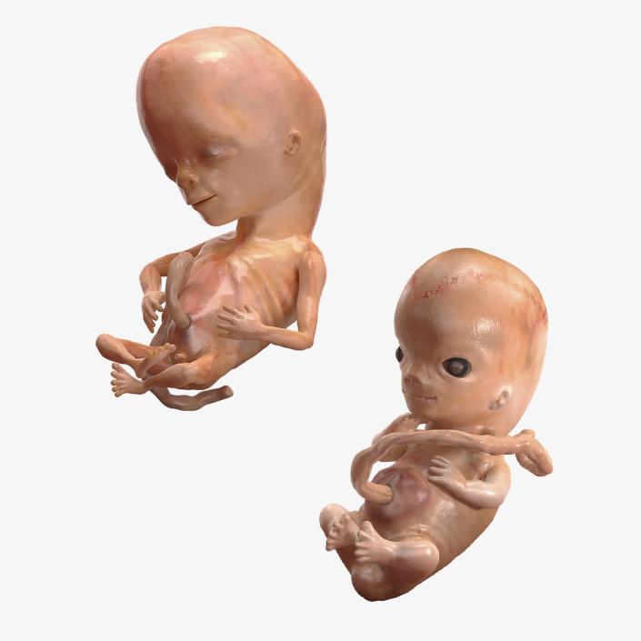 First Trimester Human Embryos Rigged Collection 3D