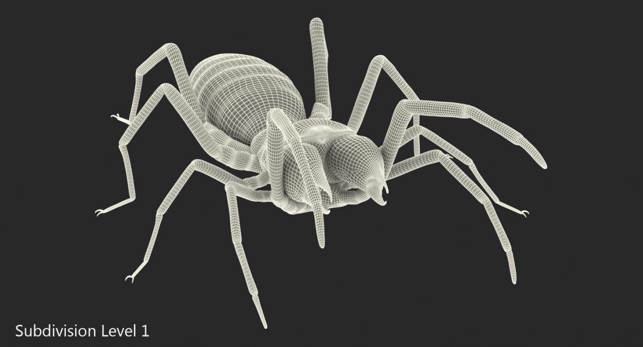 Camel Spider Rigged 3D model