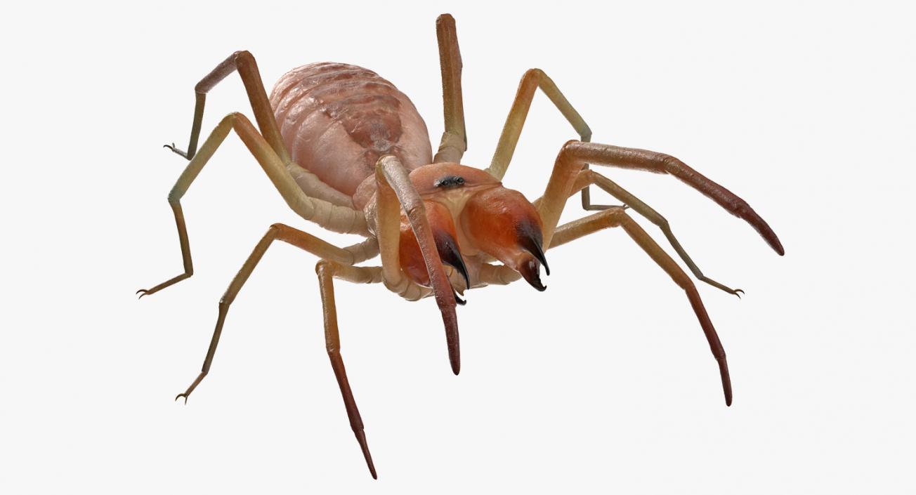 Camel Spider Rigged 3D model