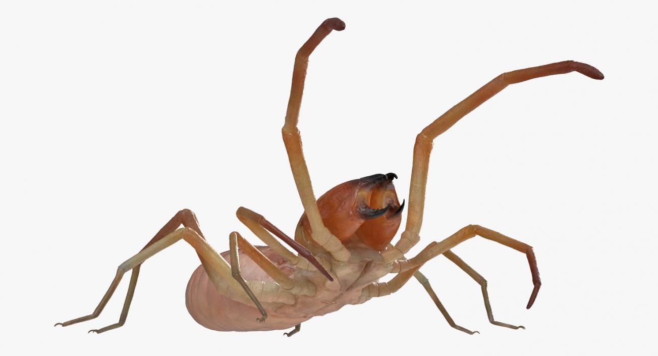 Camel Spider Rigged 3D model