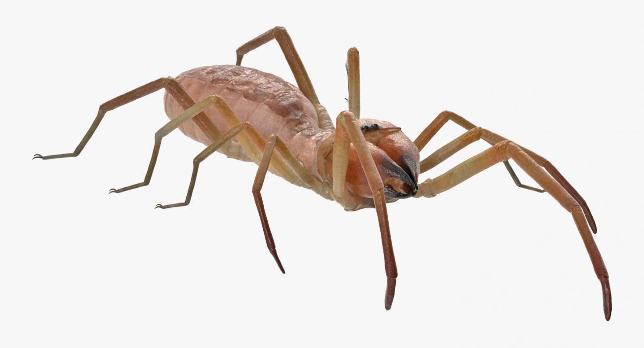 Camel Spider Rigged 3D model