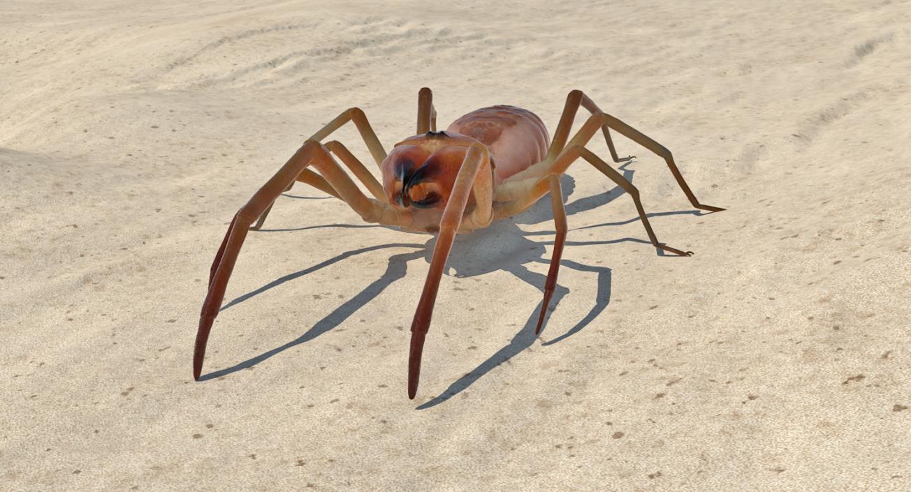 Camel Spider Rigged 3D model