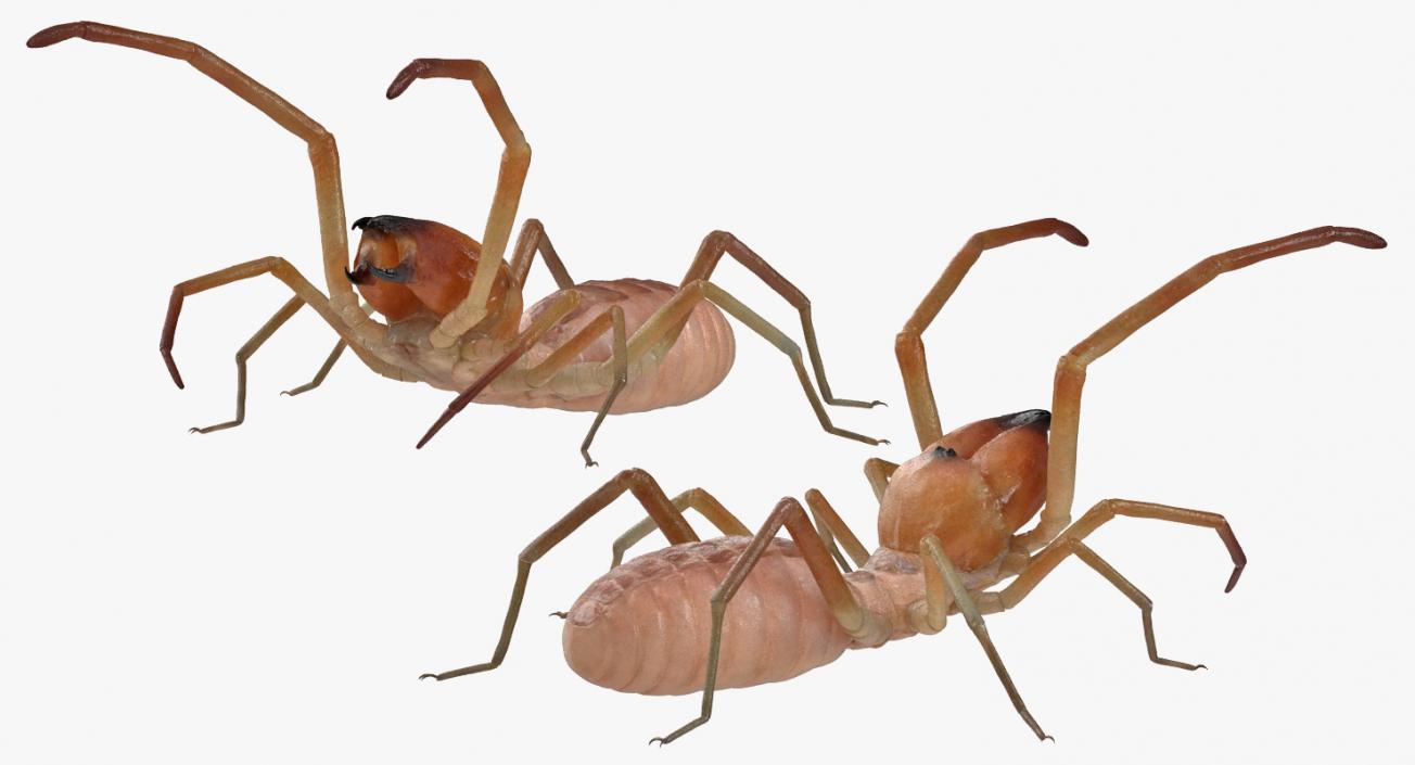 Camel Spider Rigged 3D model