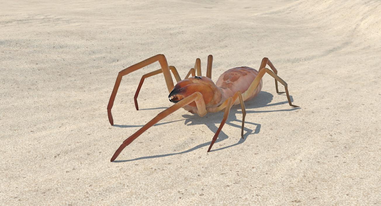 Camel Spider Rigged 3D model