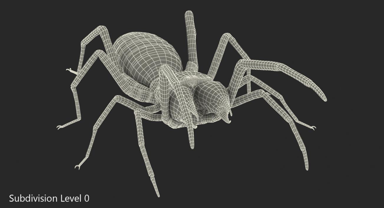 Camel Spider Rigged 3D model