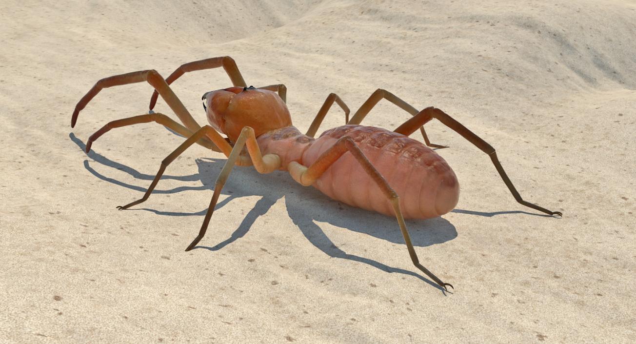 Camel Spider Rigged 3D model