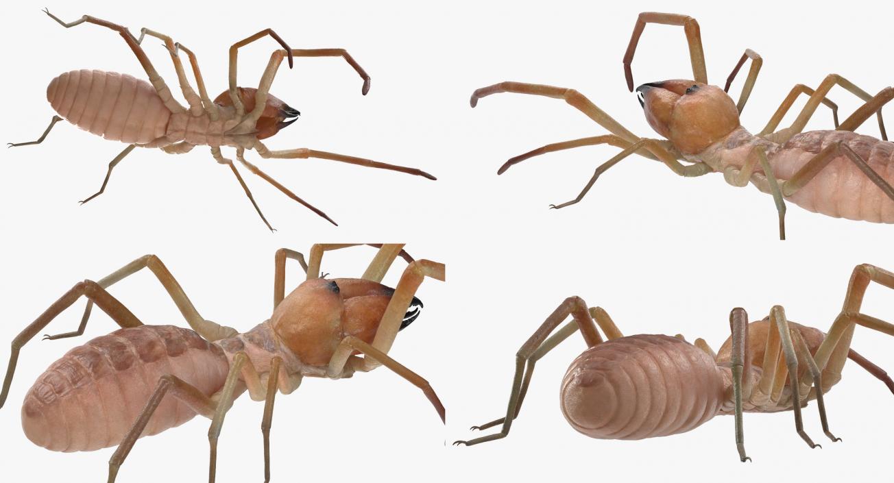 Camel Spider Rigged 3D model