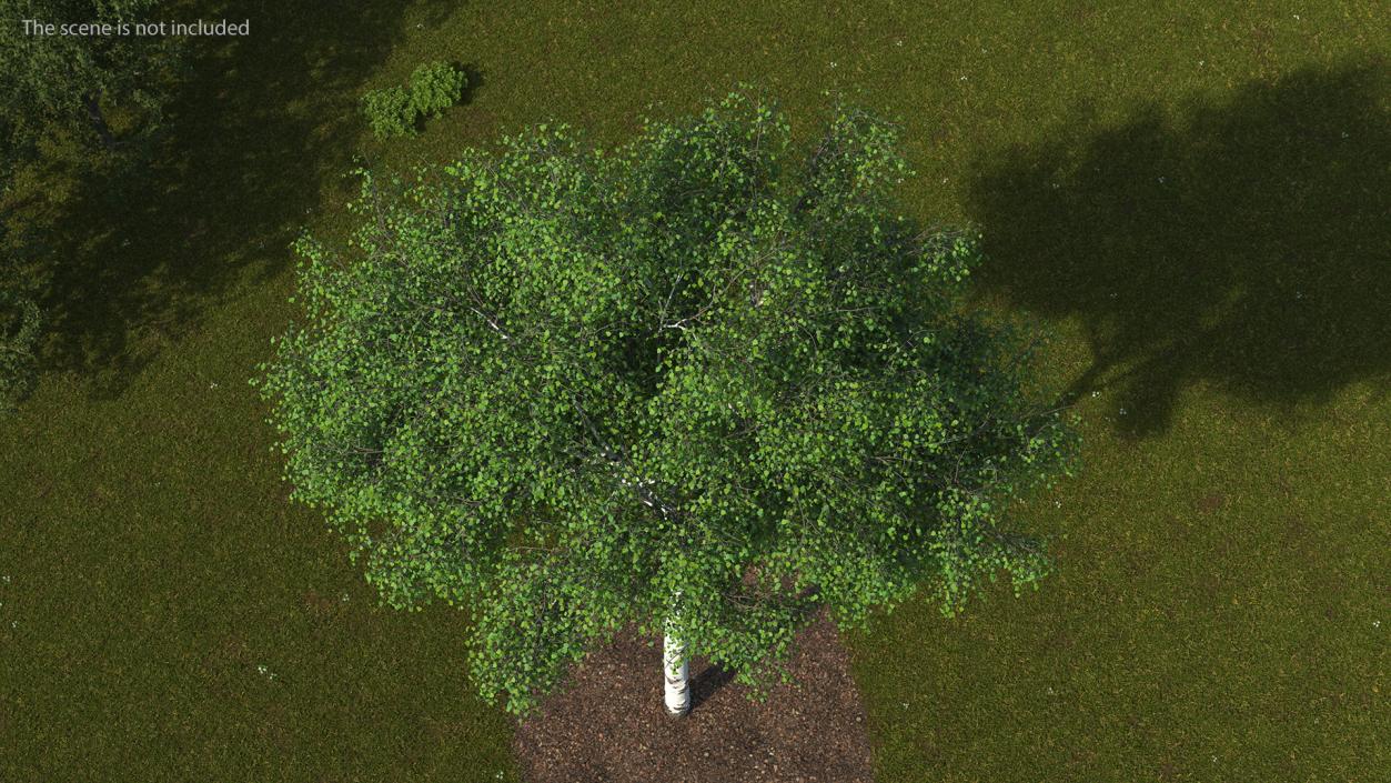 3D Birch Tree Green