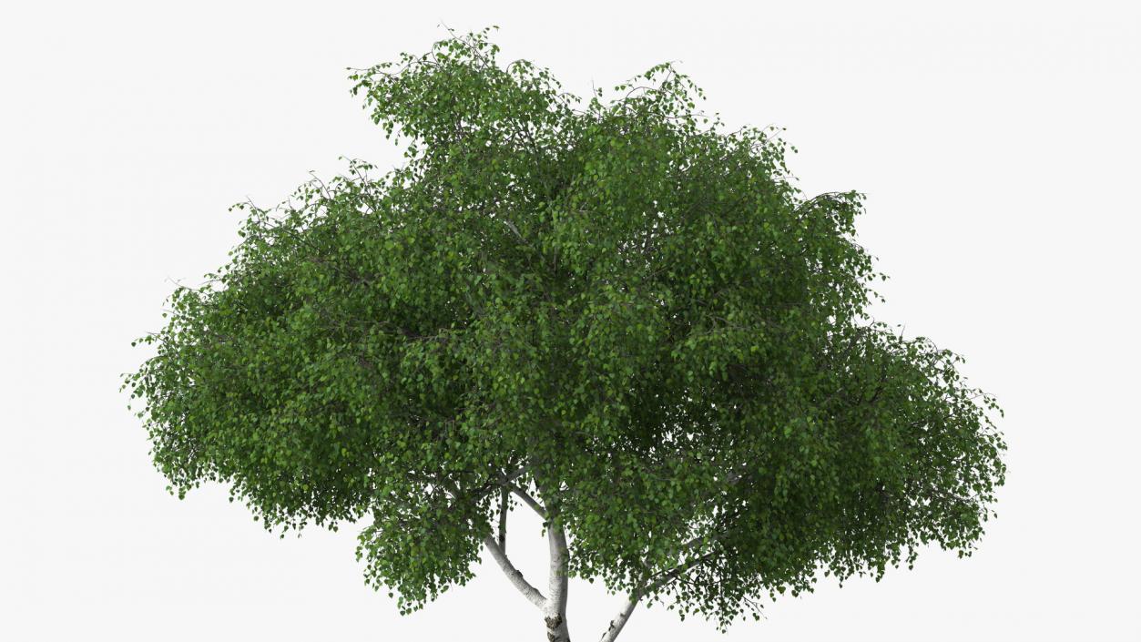 3D Birch Tree Green