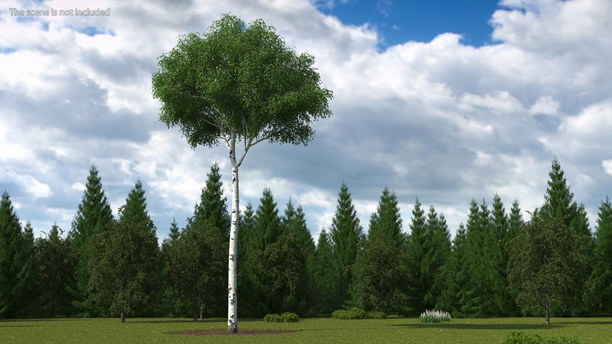 3D Birch Tree Green