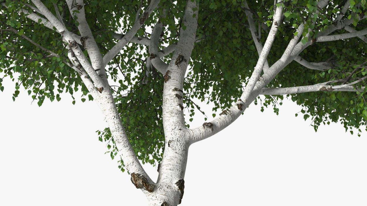 3D Birch Tree Green