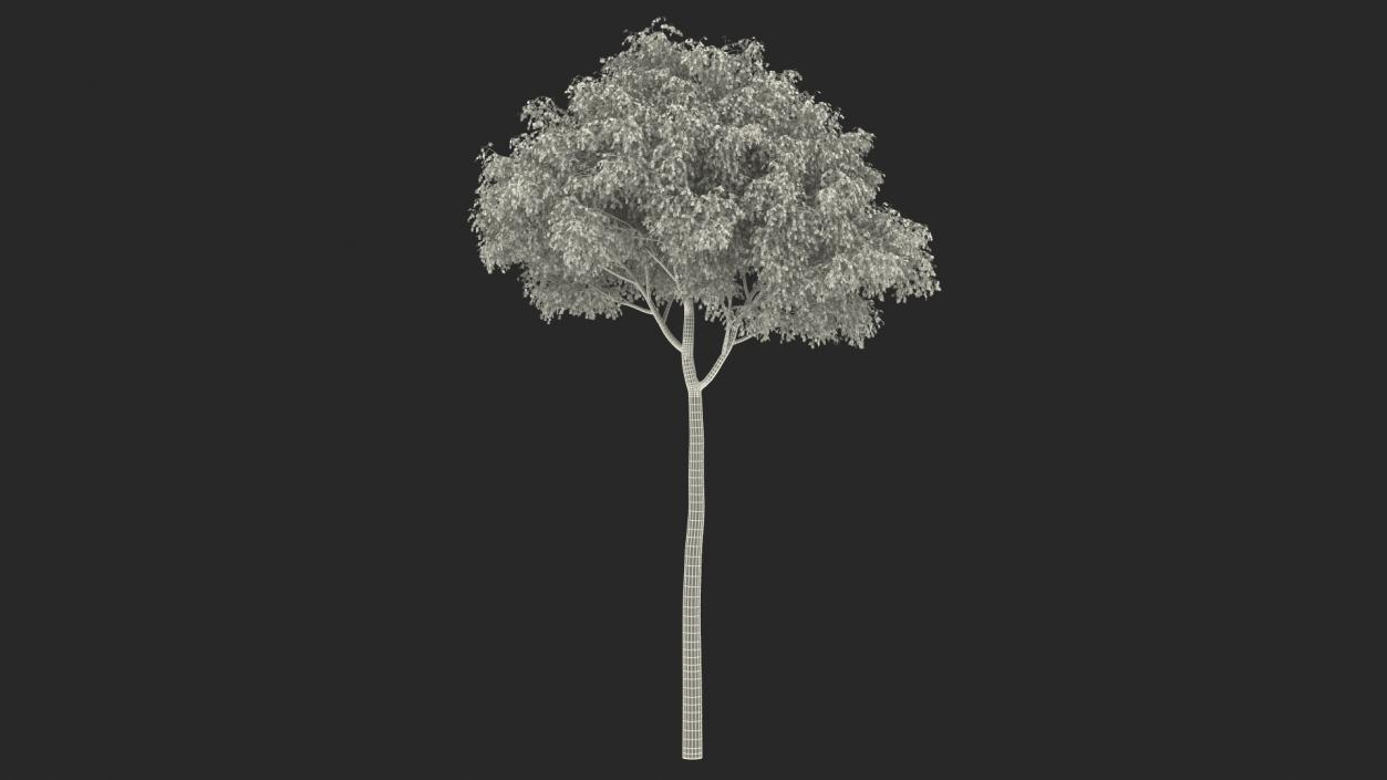 3D Birch Tree Green