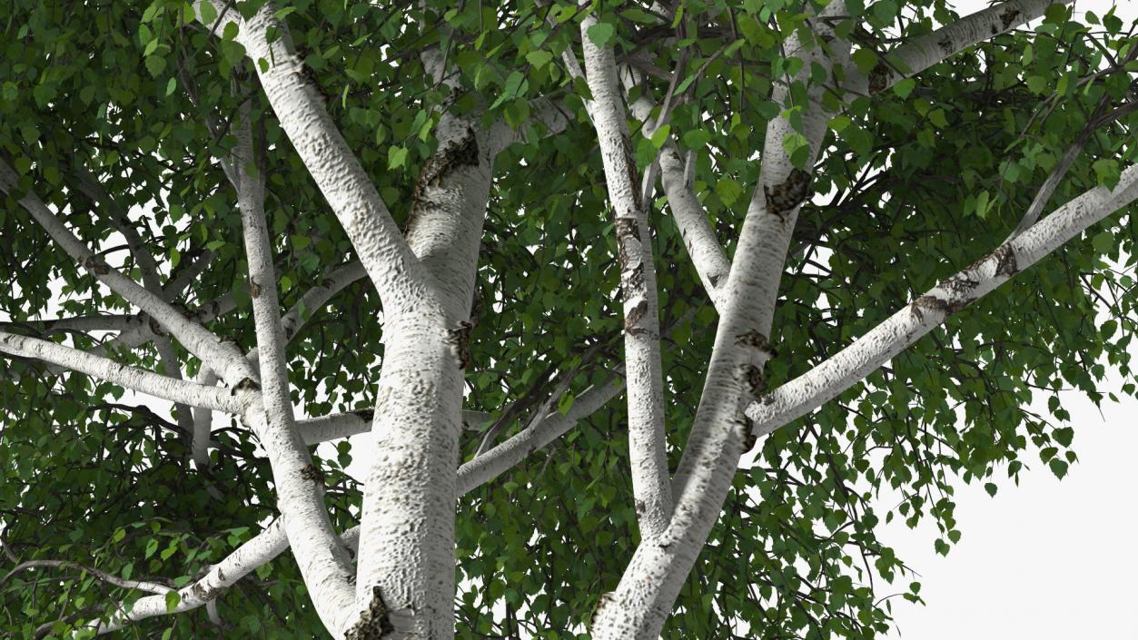 3D Birch Tree Green