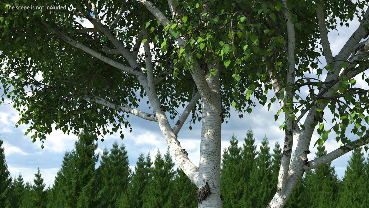 3D Birch Tree Green