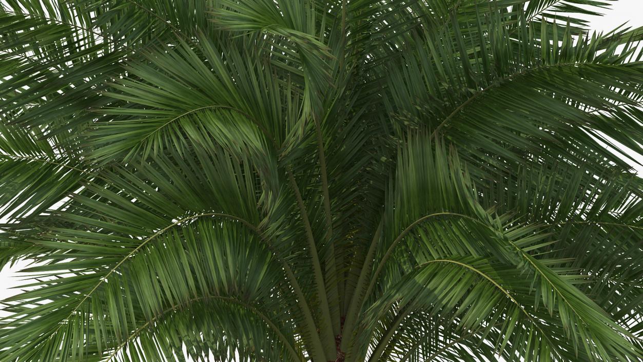 3D Silver Date Palm