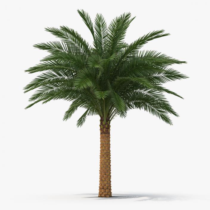 3D Silver Date Palm