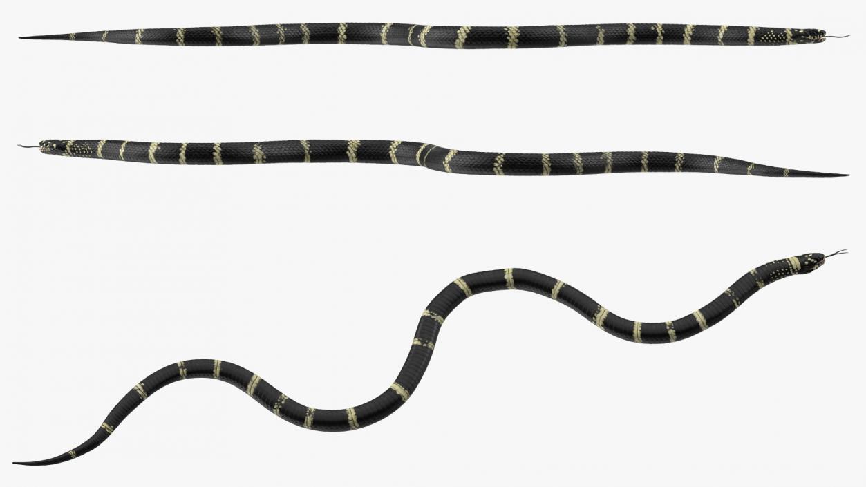 Eastern Kingsnake 3D