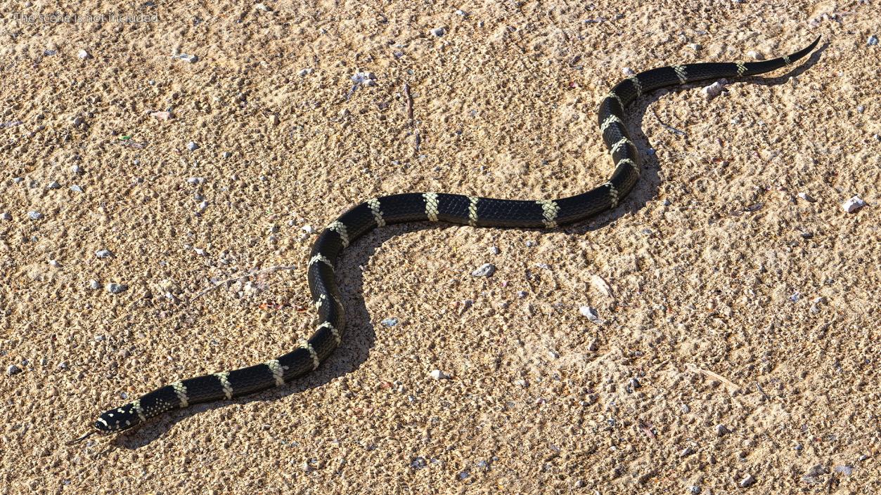 Eastern Kingsnake 3D