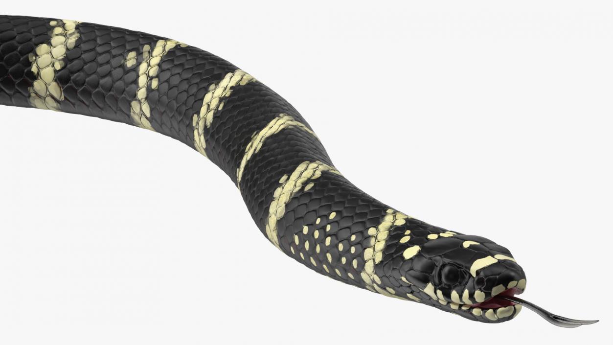 Eastern Kingsnake 3D