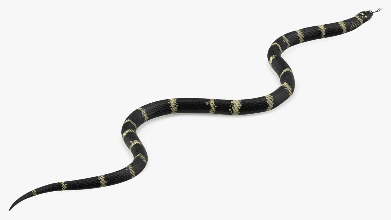 Eastern Kingsnake 3D