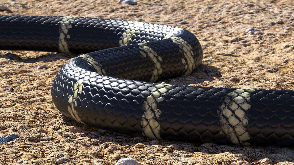 Eastern Kingsnake 3D