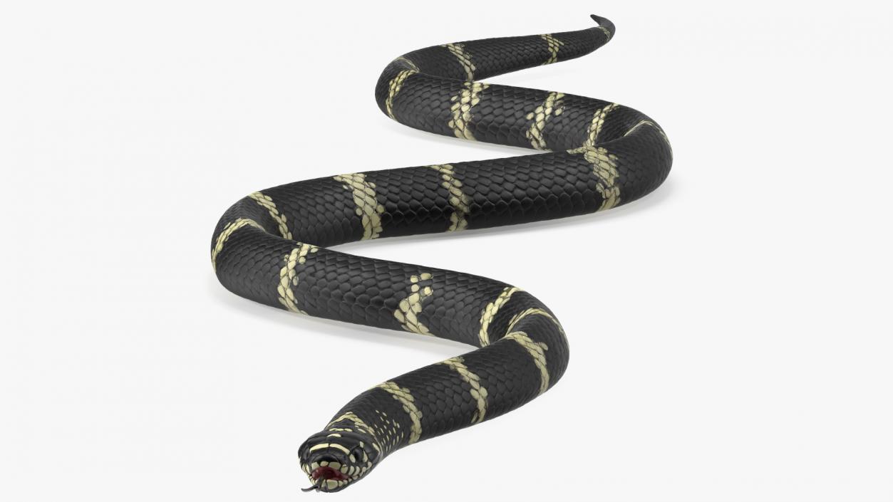 Eastern Kingsnake 3D