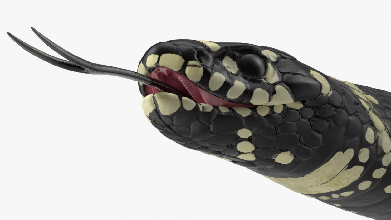 Eastern Kingsnake 3D