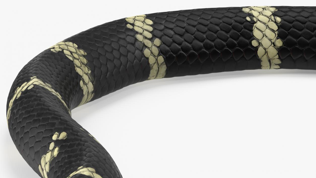 Eastern Kingsnake 3D