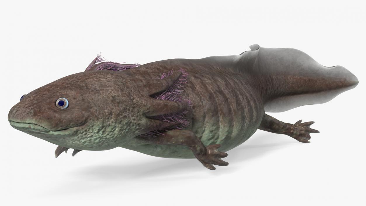 3D Mexican Brown Axolotl Rigged model